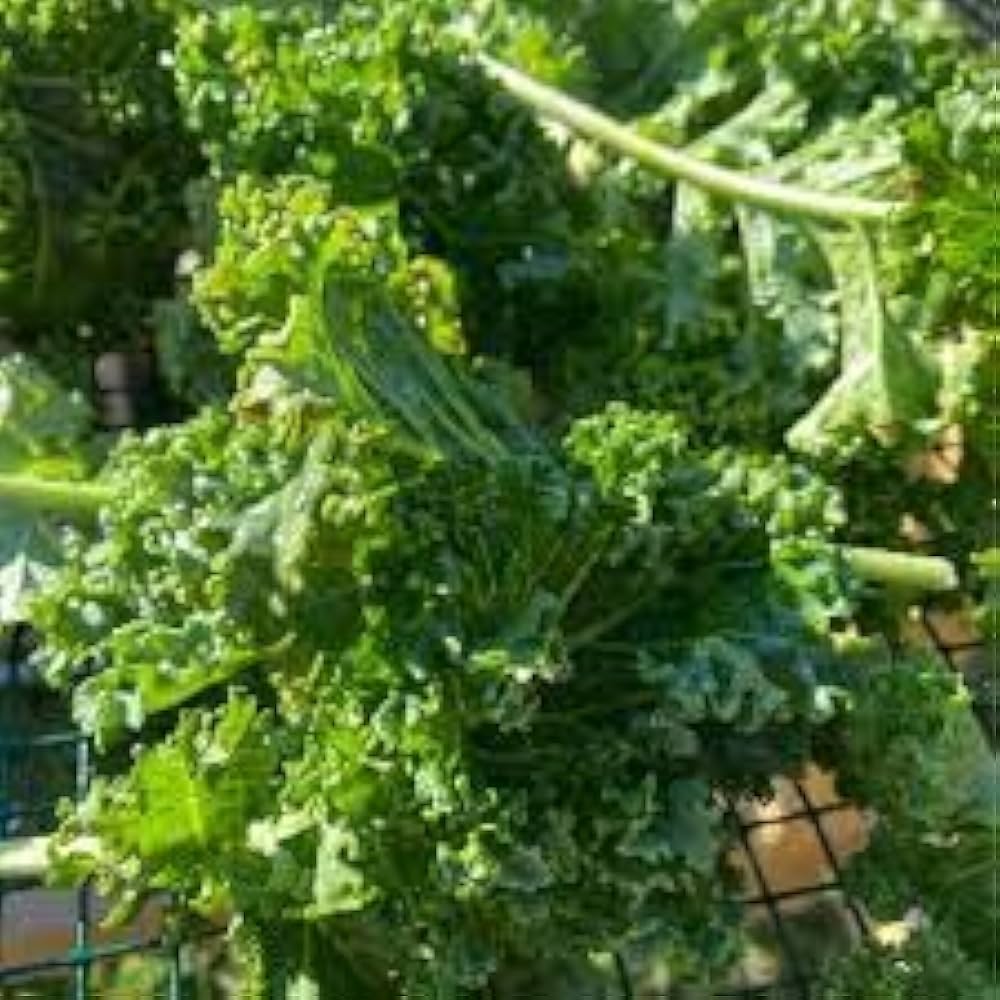 Scarlet Kale Brassica oleracea for planting in vegetable garden