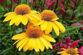 ConeFlower seeds for Planting Sun Loving Heirloom & GMO Free Seeds for Home Garden 
 
 Sale for planting in home garden
