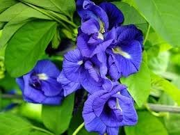 Heirloom Clitoria Ternatea Flower seeds for Planting Hardy Variety Heirloom & GMO Free Seeds for Home Garden 
 
 Sale for planting in home garden
