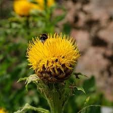 Centaurea Moschata Flower seeds for Planting Drought Tolerant Heirloom & GMO Free Seeds for Home Garden 
 
 Sale for planting in home garden