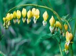 Bleeding Heart Flower seeds for Planting Cut Flower Favorite Heirloom & GMO Free Seeds for Home Garden 
 
 Sale for planting in home garden