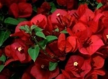 Peach Hoya Flower Seeds – Cut Flower Favorite Heirloom & NonGMO Seeds for Planting Home Garden
 
 Sale for planting in home garden