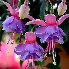 Maroon Big Blooms Geranium Flower Seeds for Planting Wildflower Mix Heirloom & GMO Free Seeds for Home Garden
 
 Sale for planting in home garden