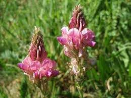 Sainfoin Flower seeds for Planting - Sun Loving, Heirloom & GMO Free Seeds for Home Garden
 
 Sale for planting in home garden