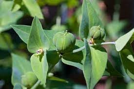 Lathyris Flower seeds for Planting - Compact Growth, Heirloom & GMO Free Seeds for Home Garden
 
 Sale for planting in home garden