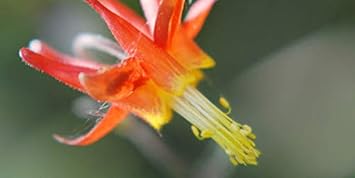 Grey Rose Flower Seeds for Planting Wildflower Mix Heirloom & GMO Free Seeds for Home Garden
 
 Sale for planting in home garden