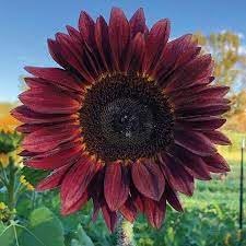 Sunflower Flower seeds for Planting Vibrant Colors Heirloom & GMO Free Seeds for Home Garden 
 
 Sale for planting in home garden