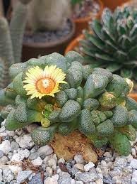 Succulent Flower seeds for Planting Sun Loving Heirloom & GMO Free Seeds for Home Garden 
 
 Sale for planting in home garden