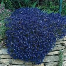 Aubrieta Dark Blue Seeds For Planting Beautiful Blooms