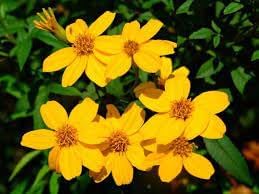 Lemmonii Flower seeds for Planting - Bright Blooms, Heirloom & GMO Free Seeds for Home Garden
 
 Sale for planting in home garden.