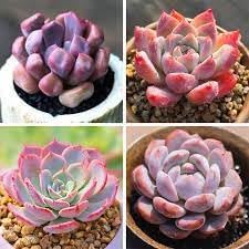 Echeveria Flowering Flower seeds for Planting - Vibrant Colors, Heirloom & GMO Free Seeds for Home Garden
 
 Sale seeds for home garden