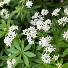 Asperula Flower seeds for Planting Cottage Garden Essential Heirloom & GMO Free Seeds for Home Garden 
 
 Sale seeds for home garden planting