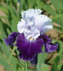 Iris Flower seeds for Planting - Premium Quality, Heirloom & GMO Free Seeds for Home Garden
 
 Sale seeds for home garden