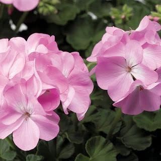 Light Pink Geraniums Flower seeds for Planting - Pollinator Friendly, Heirloom & GMO Free Seeds for Home Garden
 
 Sale for planting in home garden.
