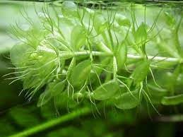 Aldrovanda Vesiculosa Seeds For Planting - Aquatic Carnivorous Plant