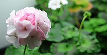 Orange Red Geranium Flower Seeds for Planting Seasonal Bloomer Heirloom & GMO Free Seeds for Home Garden
 
 Sale for planting in home garden