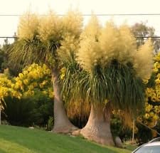 Yellow Beaucarnea Recurvata Plant Seeds Planting