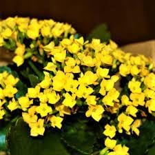 Kalanchoe Flower seeds for Planting - Perfect for Borders, Heirloom & GMO Free Seeds for Home Garden
 
 Sale for planting in home garden.