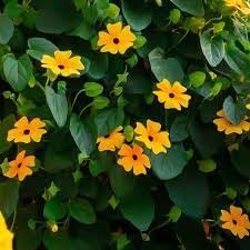 Heirloom Thunbergia Flower seeds for Planting Seasonal Bloomer Heirloom & GMO Free Seeds for Home Garden 
 
 Sale for planting in home garden