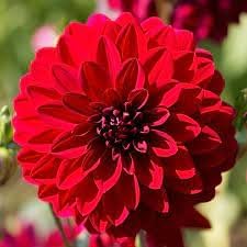 Dahlia Flower seeds for Planting Sun Loving Heirloom & GMO Free Seeds for Home Garden 
 
 Sale for planting in home garden