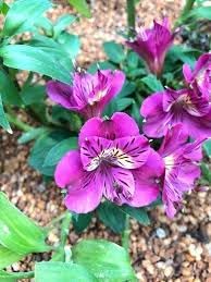 Alstroemeria Flower Seeds: Planting Guide For Peruvian Lily Seeds