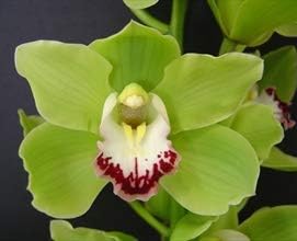 White Red Double Narcissus Flower Seeds for Planting Colorful Display Heirloom & GMO Free Seeds for Home Garden
 
 Sale for planting in home garden