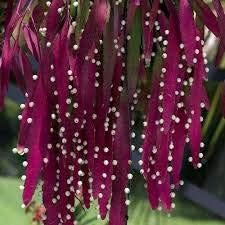 Red Mistletoe Cactus Rhipsalis Seeds – Heirloom Non-GMO Succulent for Home Garden Planting
 
 Sale seeds for home garden