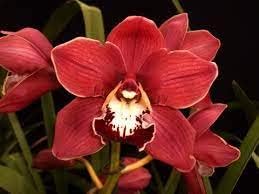 Red Cymbidium Orchid Flower seeds for Planting - Drought Tolerant, Heirloom & GMO Free Seeds for Home Garden
 
 Sale for planting in home garden.