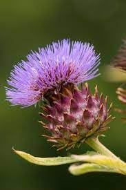 Cynara Flower seeds for Planting - Hardy Variety, Heirloom & GMO Free Seeds for Home Garden
 
 Sale for planting in home garden.