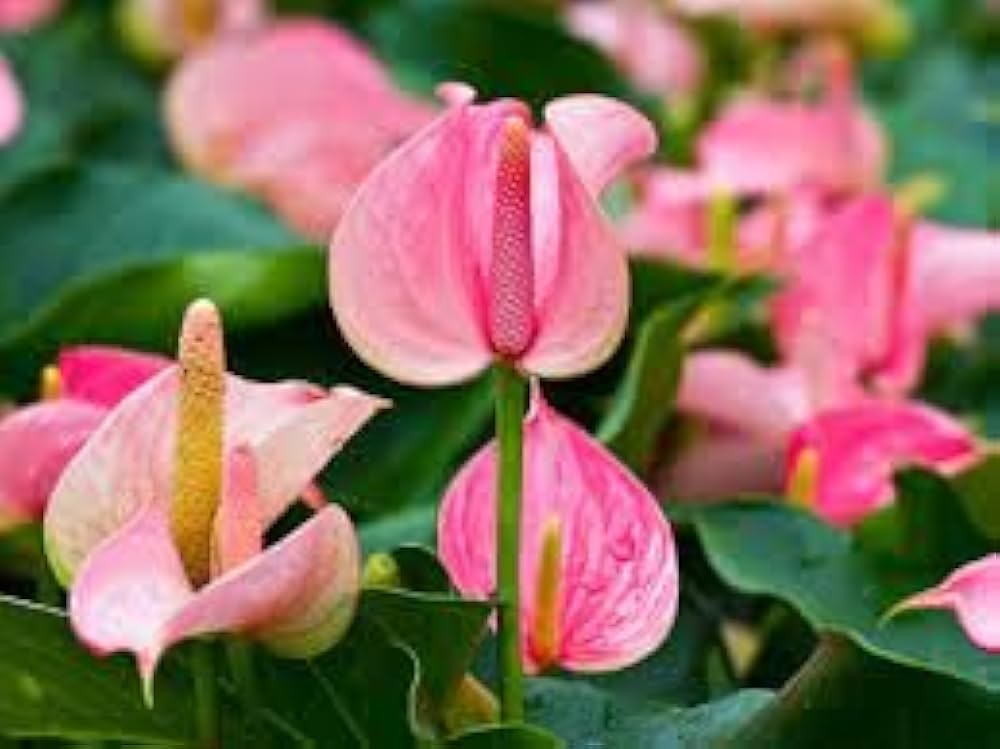 Multi-Colour Anthurium Flower seeds for Planting - Cut Flower Favorite, Heirloom & GMO Free Seeds for Home Garden
 
 Sale seeds for home garden