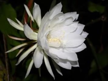 Red Phalaenopsis Orchid Flower Seeds for Planting – Heirloom NonGMO Organic Garden Seeds with High Germination
 
 Sale for planting in home garden