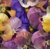 Mixed Colors Pansy Flower seeds for Planting - Sun Loving, Heirloom & GMO Free Seeds for Home Garden
 
 Sale seeds for home garden