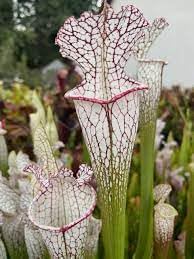 Carnivorous Flower seeds for Planting - Garden Favorite, Heirloom & GMO Free Seeds for Home Garden
 
 Sale seeds for planting in home garden
