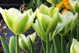 Chocolate Rose Flower Seeds for Planting Fragrant Blossoms Heirloom & GMO Free Seeds for Home Garden
 
 Sale for planting in home garden