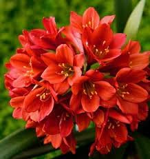 Miniata Flower seeds for Planting - Pollinator Friendly, Heirloom & GMO Free Seeds for Home Garden
 
 Sale for planting in home garden.