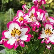 Schizanthus Flower seeds for Planting Cut Flower Favorite Heirloom & GMO Free Seeds for Home Garden 
 
 Sale for planting in home garden