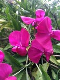 Everlasting Pea Flower seeds for Planting - Garden Favorite, Heirloom & GMO Free Seeds for Home Garden
 
 Sale seeds for planting in home garden