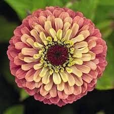 Vibrant Zinnia Flower Seeds: Yellow & Pink For Lively Planting Seeds