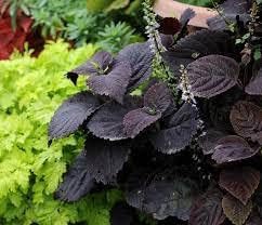 Black (Black Coleus) seeds for planting in home garden