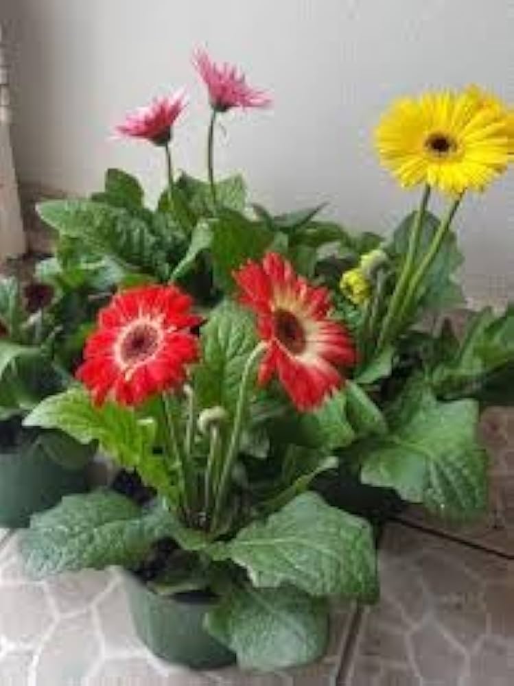 Hot Gerbera Seeds Chrysanthemum for bold, colorful flower blooms