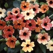 Mixed Thunbergia Flower Seeds - Plant For Vibrant Blooms