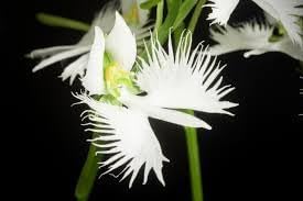 Egret Orchid Flower seeds for Planting Pollinator Friendly Heirloom & GMO Free Seeds for Home Garden 
 
 Sale for planting in home garden