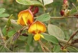 Cajanus Flower seeds for Planting - Perfect for Borders, Heirloom & GMO Free Seeds for Home Garden
 
 Sale for planting in home garden.