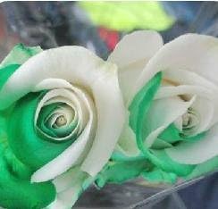 White Green Rose Flower Seeds for Planting – Heirloom, Non-GMO, Hardy Garden Variety Seeds
 
 Sale for planting in home garden.