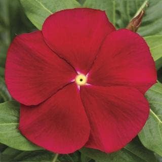 Red Periwinkle Flower seeds for Planting - Low Maintenance, Heirloom & GMO Free Seeds for Home Garden
 
 Sale for planting in home garden
