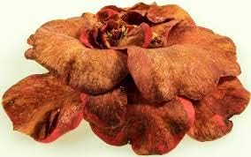 Brown Camellia Flower seeds for Planting - Easy to Grow, Heirloom & GMO Free Seeds for Home Garden
 
 Sale for planting in home garden.