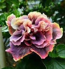 Sky Blue Tulip Flower Seeds for Planting – Hardy Variety Heirloom & GMO Free Seeds for Home Garden
 
 Sale for planting in home garden