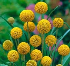 Globosa Flower seeds for Planting Vibrant Colors Heirloom & GMO Free Seeds for Home Garden 
 
 Sale for planting in home garden