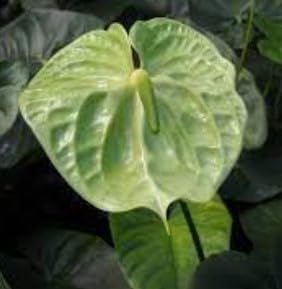 Light (Light Green) seeds for planting in home garden