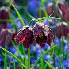 Fritillaria Flower seeds for Planting - Easy to Grow, Heirloom & GMO Free Seeds for Home Garden
 
 Sale seeds for home garden